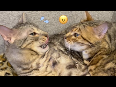 ロゼの下手くそな毛繕いに困るルト(YouTube)