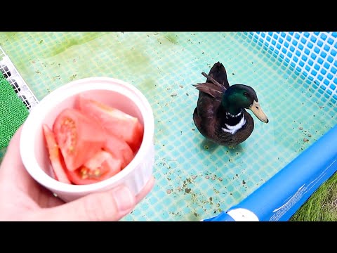 珍しいアヒルにトマトをあげてみると・・・(YouTube)