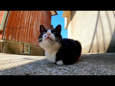 漁港の街の路地裏でハチワレ猫に出会った(YouTube)
