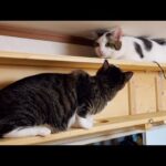 「長さが違うのだよ」とリーチの違いを見せつける猫(YouTube)