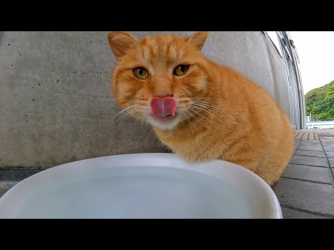 港の野良猫の茶トラ猫ちゃん、晩御飯食べてます(YouTube)
