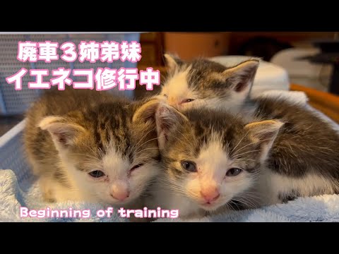 廃車３兄弟！幸せになるニャ！　The first step to happiness(YouTube)