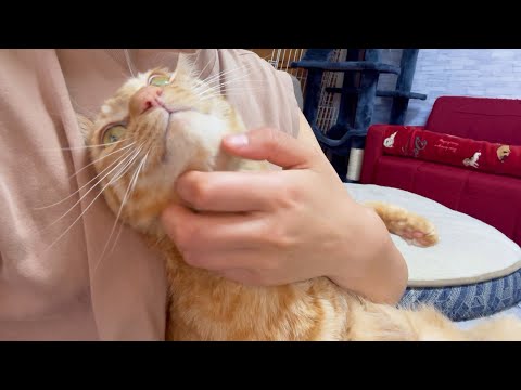 お姉ちゃんに抱っこされ甘えん坊になる茶トラ猫♡(YouTube)