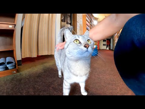 旅館に着いたら猫が出迎えてくれて愉しい(YouTube)