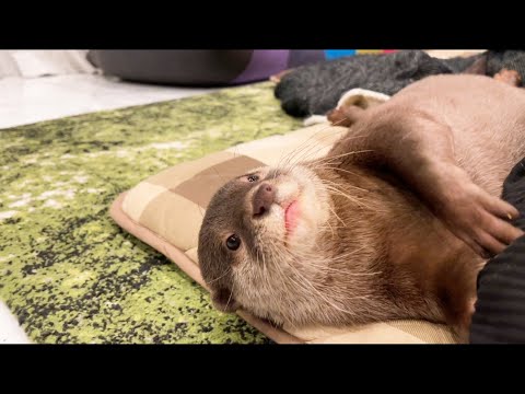 カワウソしゃもじに春が来ました(YouTube)