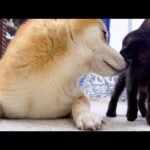 怖がり屋さんの仔猫がこんなに近くに♥(YouTube)