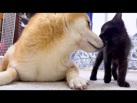 怖がり屋さんの仔猫がこんなに近くに♥(YouTube)