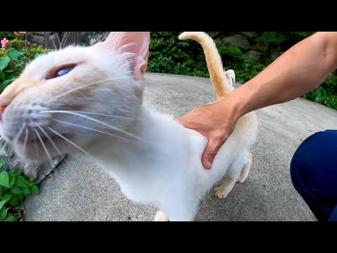 温泉街の路地裏を歩いてみると猫が所々に居て楽しい(YouTube)