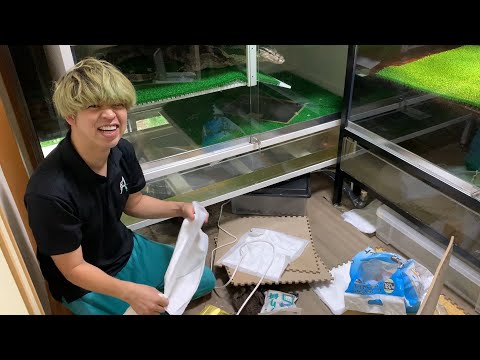 部屋で水桶をひっくり返したアニマルタイガ(YouTube)