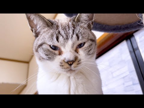 どうしてもそれが欲しいと思う時の末っ子猫の顔(笑)(YouTube)