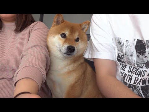 柴犬に「くる？」と聞くと超絶かわいい現象が見られる。(YouTube)
