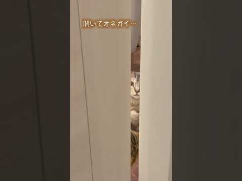 ドアにオネガイが通じると思っている猫(YouTube)