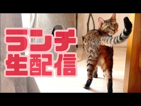 【ランチ生配信5/18】蒸し暑い春の日は猫でも見て涼みませんか？生配信(YouTube)