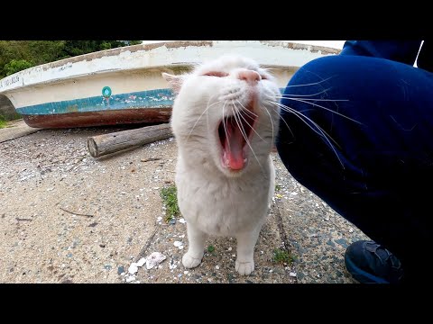 漁港の舟の下にピンク猫がいたのでナデナデしてきた(YouTube)