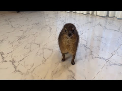 最強の起こし屋の裏の顔がまさかの職業だった！(YouTube)