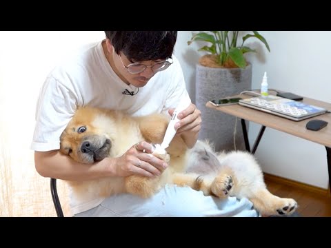 チャウチャウ犬の足の毛を刈ります(YouTube)