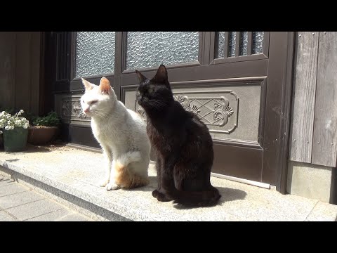 コンビ組んだらええねんと思う猫(YouTube)