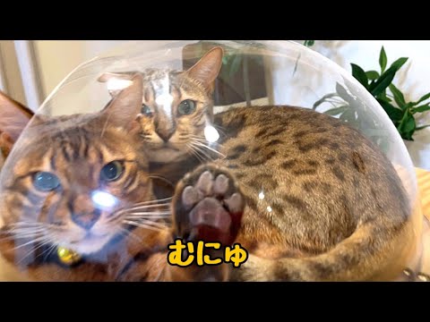 1人乗りの宇宙船に姉と弟猫がギュウギュウ詰めになってます(YouTube)