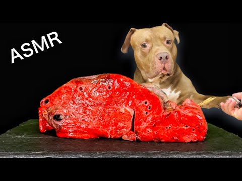 【なぜか見てしまう】ピットブルが生肉や骨を食べまくる動画【閲覧注意ASMR】(YouTube)