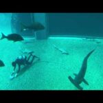 【海遊館】そうじ(YouTube)