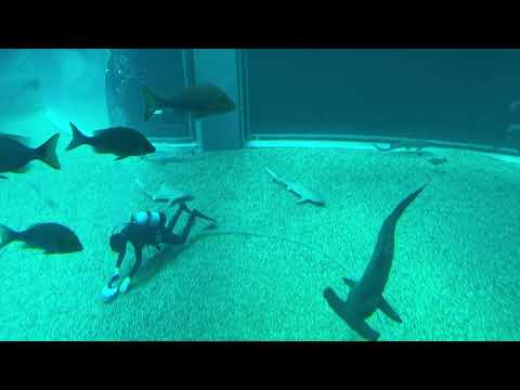 【海遊館】そうじ(YouTube)