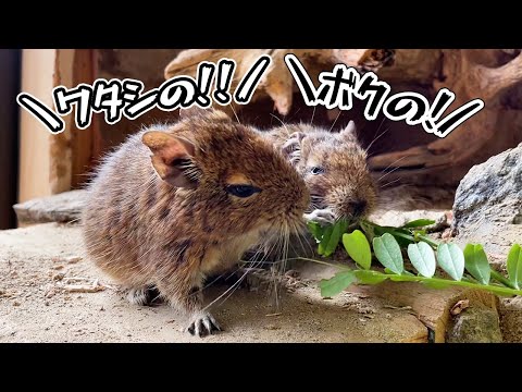 おやつの取り合いをするデグーが可愛すぎたw(YouTube)