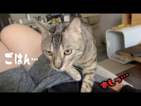 起きてしまった方にかけられる、猫達による朝ごはん前の圧(YouTube)