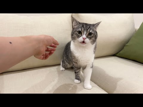 トイレ掃除の後に猫をなでなでしようとしたら手が臭すぎて大変なことにw(YouTube)