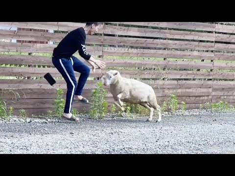 羊にかまってほしいおじさんの結末(YouTube)