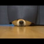 この日の柴犬のバテ方が超絶かわいい。(YouTube)