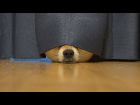 この日の柴犬のバテ方が超絶かわいい。(YouTube)