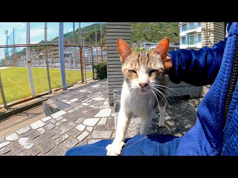 港近くの公園でベンチに座ると野良猫がモフられにきた(YouTube)