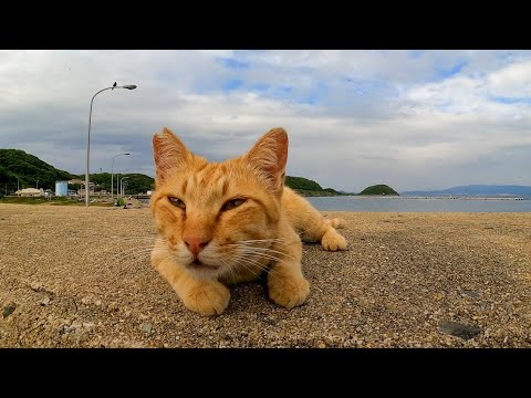 防波堤に茶トラ猫がいたのでナデナデすると付いてくるようになった(YouTube)