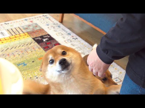 柴犬と全力で祝ったら涙声になる飼い主【サプライズ】(YouTube)