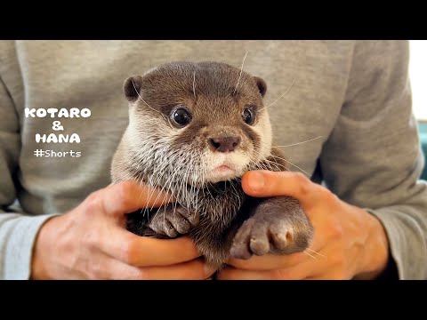カワウソをモフりまくったら文句言われた　Grumpy Otter Hug #Shorts(YouTube)