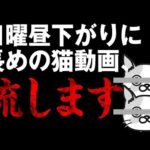 【猫動画】日曜昼下がりに長めの猫動画流します〜にゃんともパレード〜#167(YouTube)