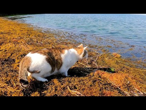 海辺の藻が気になる漁港の猫(YouTube)