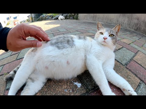 パステルカラーの三毛猫妊婦さんが大きなお腹を触らせてくれた(YouTube)