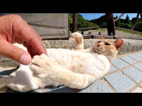 小川にかかる橋を渡るとクリーム猫ちゃんが待っていてくれた(YouTube)