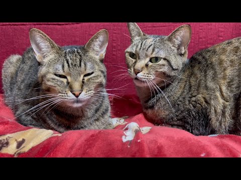 お姉ちゃんの語りかけに適当にお返事する猫♡(YouTube)