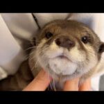 ついにかくれんぼができた結果、見失いソワソワし始めたカワウソ Otter who could play hide-and-seek(YouTube)