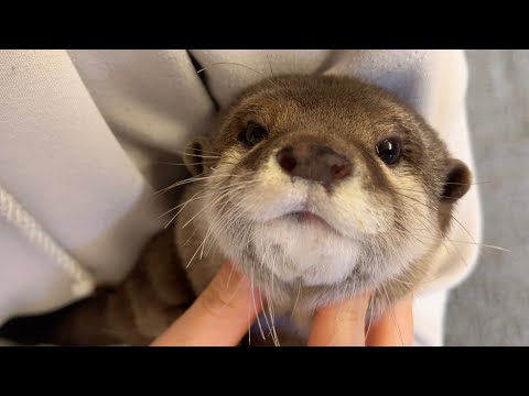 ついにかくれんぼができた結果、見失いソワソワし始めたカワウソ Otter who could play hide-and-seek(YouTube)