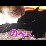 猫達がソファー下で猫の集会を開催しています(YouTube)