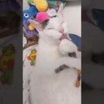 仰向けパッカーンで毛づくろいする猫 #shorts(YouTube)