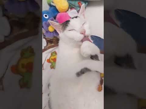 仰向けパッカーンで毛づくろいする猫 #shorts(YouTube)