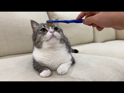 猫を歯ブラシでなでなですると昇天するらしいのでやってみたらすごすぎたw(YouTube)