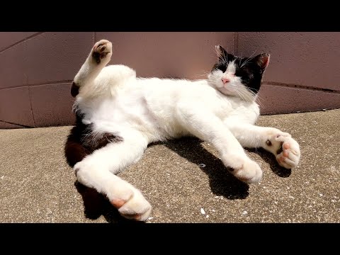 甘えん坊の猫をモフると、爆音で喉を鳴らして喜んでくれた(YouTube)