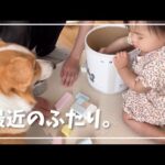 相変わらず妹の見守りが上手すぎるコーギーむぎ(YouTube)