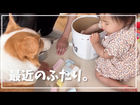 相変わらず妹の見守りが上手すぎるコーギーむぎ(YouTube)