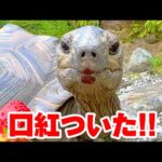 口紅を塗ったカメがこっちを見てくるのがシュールすぎたw Tortoise eat strawberry(YouTube)